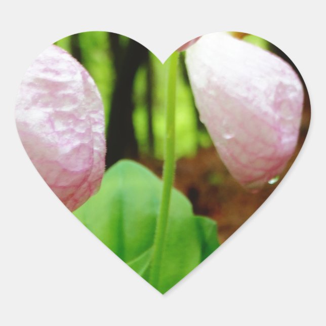 Pink Lady Slipper Wild Orchid Herz-Aufkleber (Vorderseite)