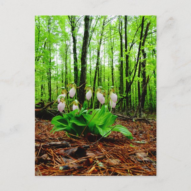 Pink Lady Slipper Wild Orchid Postkarte (Vorderseite)