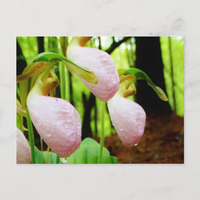 Pink Lady Slipper Wild Orchid Postkarte (Vorderseite)