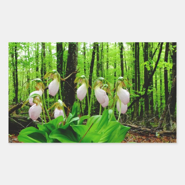 Pink Lady Slipper Wild Orchid Rechteckiger Aufkleber (Vorderseite)