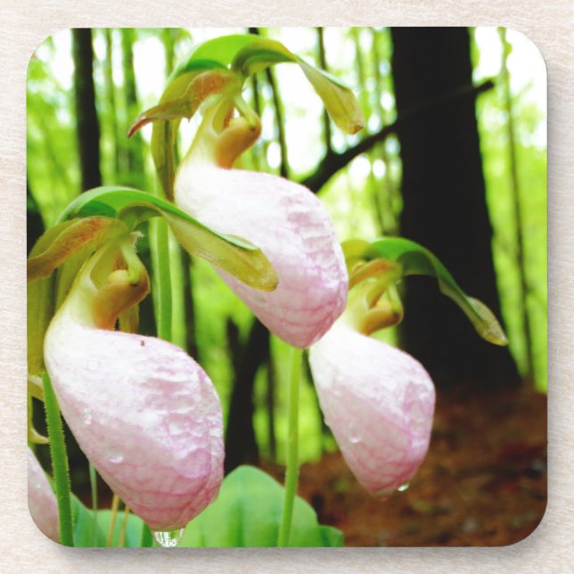 Pink Lady Slipper Wild Orchid Untersetzer (Vorderseite)