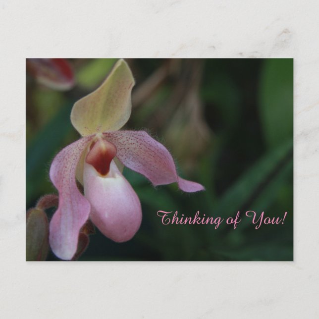 Pink Lady's Slipper Orchid-Blume Postkarte (Vorderseite)