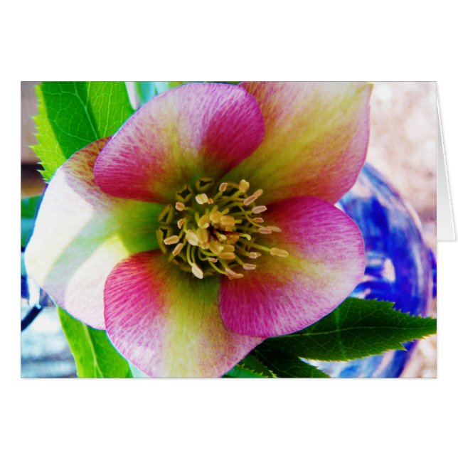 Pink Lenten Rose, (Vorderseite (Horizontal))