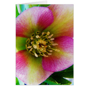 Pink Lenten Rose,