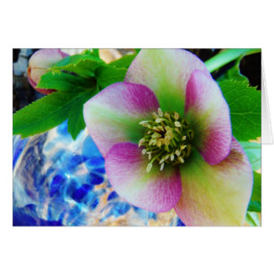 Pink Lenten Rose
