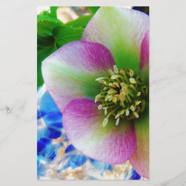 Pink Lenten Rose Briefpapier (Vorderseite)