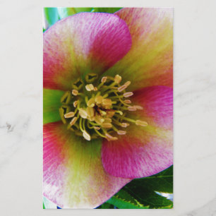 Pink Lenten Rose, Briefpapier