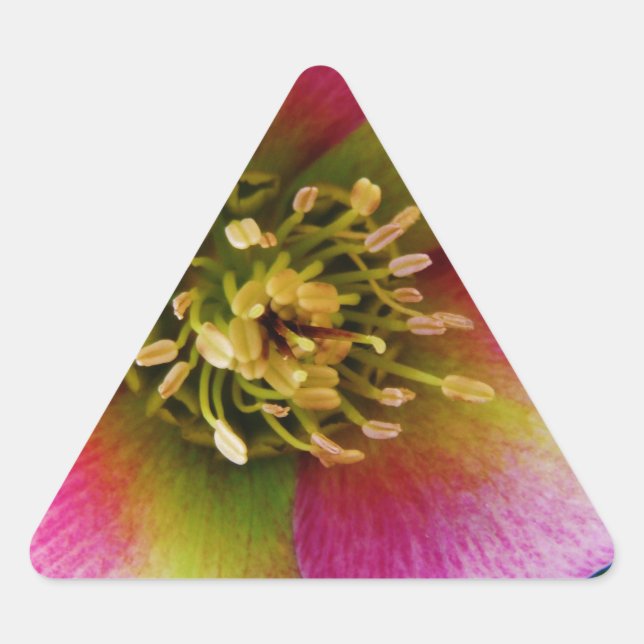 Pink Lenten Rose, Dreieckiger Aufkleber (Vorderseite)