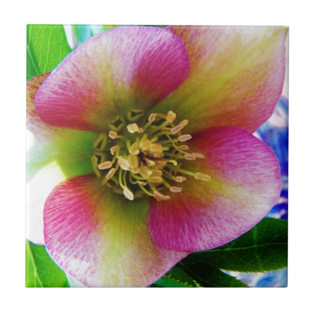 Pink Lenten Rose, Fliese (Vorderseite)