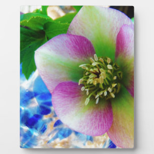 Pink Lenten Rose Fotoplatte