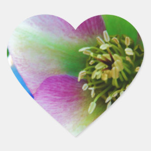 Pink Lenten Rose Herz-Aufkleber