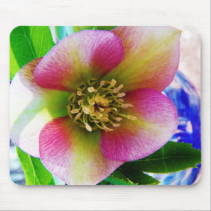 Pink Lenten Rose, Mousepad