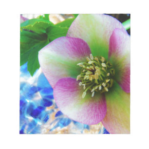 Pink Lenten Rose Notizblock
