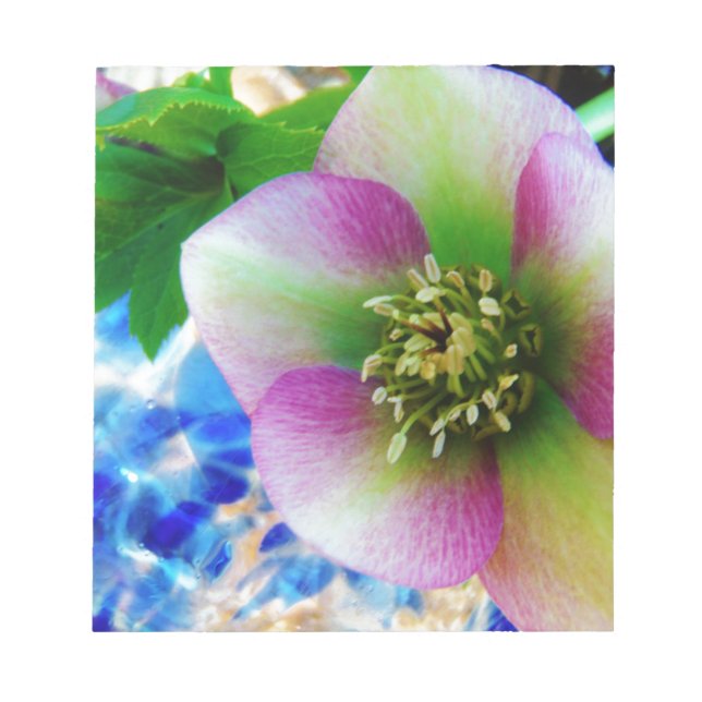 Pink Lenten Rose Notizblock (Vorderseite)