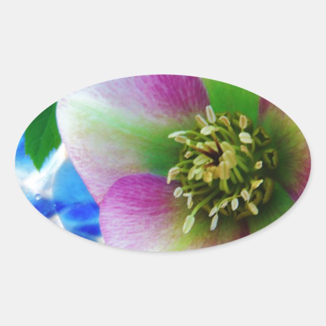 Pink Lenten Rose Ovaler Aufkleber (Vorderseite)