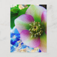 Pink Lenten Rose