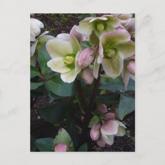 Pink Lenten Rose Postkarte