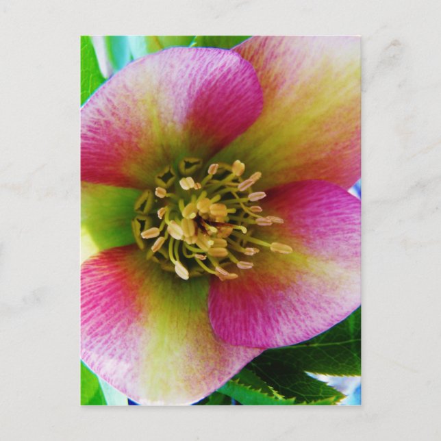 Pink Lenten Rose, Postkarte (Vorderseite)