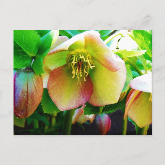 Pink Lenten Rose Postkarte (Vorderseite)