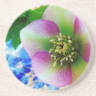 Pink Lenten Rose Sandstein Untersetzer