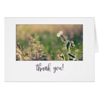 Pink Light Campion Wildblume Vielen Dank