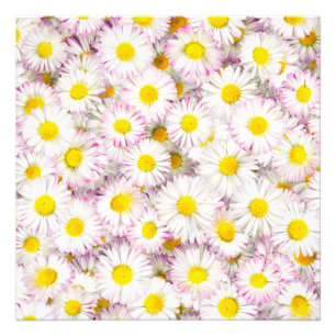 Pink Lila Daisy Blume Pattern Fotodruck