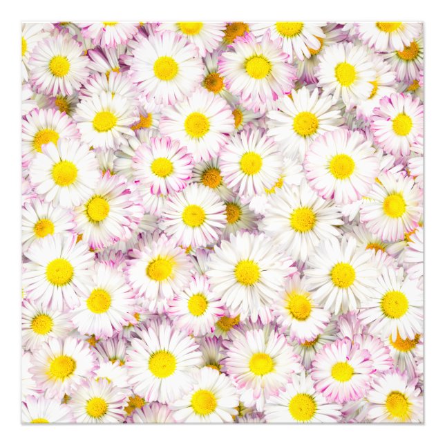 Pink Lila Daisy Blume Pattern Fotodruck (Vorne)