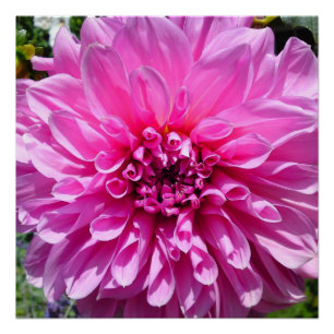 Pink Lila Dhalia Blume Poster