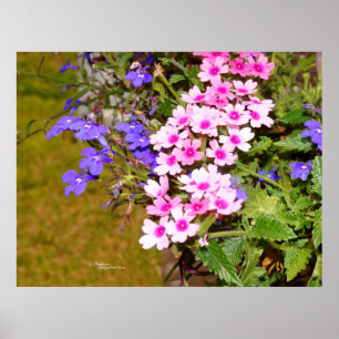 Pink lila Phlox Blume Poster oder Print