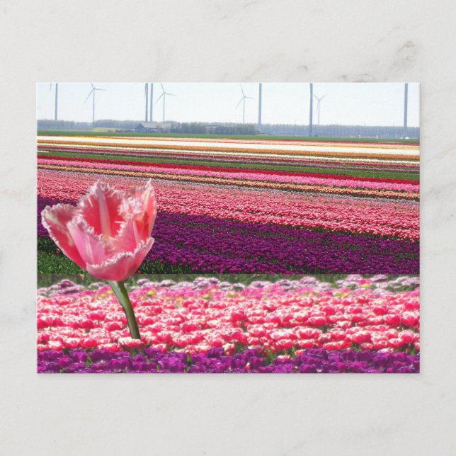 Pink Lila Tulips Field & Pink Tulip DIY Postkarte (Vorderseite)