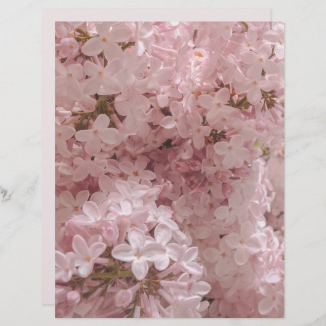 Pink lilac bloom close-up scrapbook paper (Vorne/Hinten)