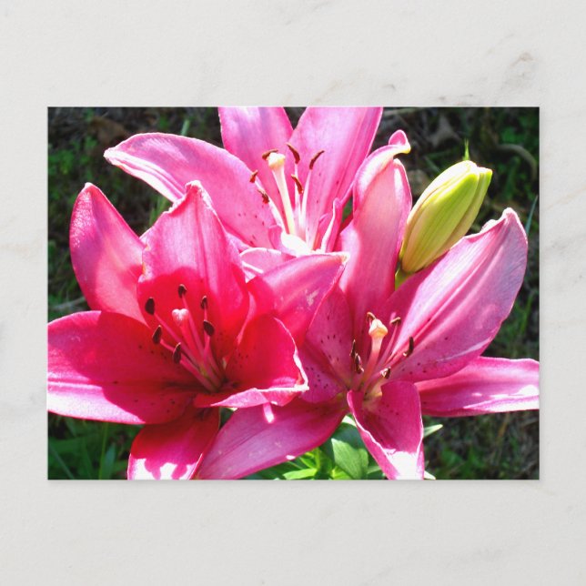 Pink Lilies in Bloom Postkarte (Vorderseite)