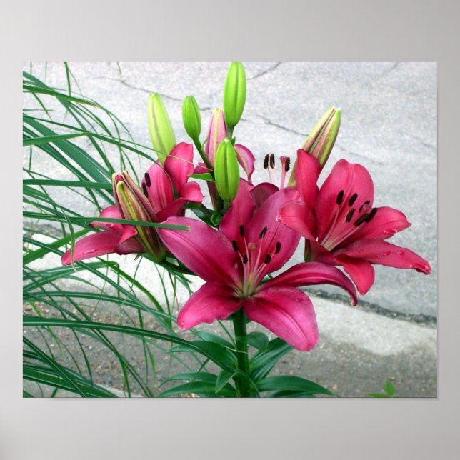 Pink Lilies Poster (Vorne)