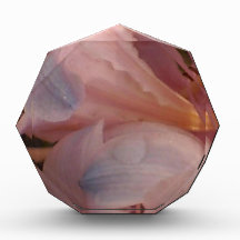Pink Lily