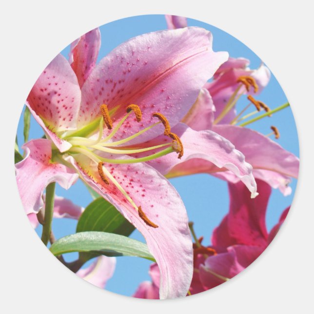 Pink Lily Blume Aufkleber Custom Shapes Lilies (Vorderseite)