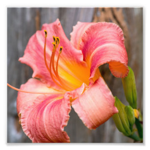 Pink Lily Blume Nah Fotodruck