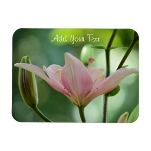 Pink Lily by Shirley Taylor Magnet