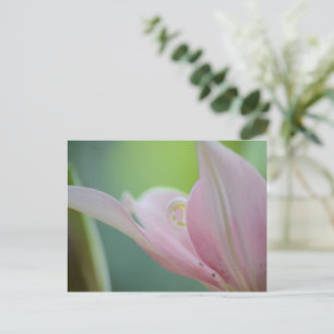 Pink Lily by Shirley Taylor Postkarte
