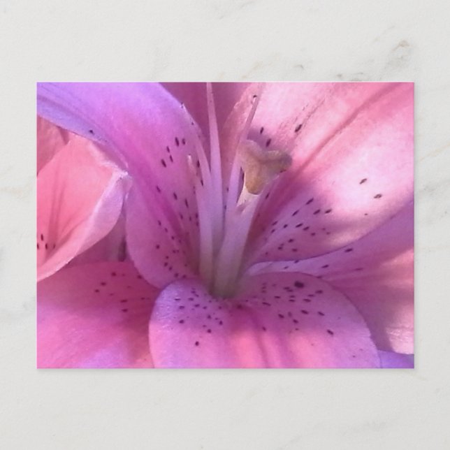 Pink Lily Macro Foto Postkarte (Vorderseite)