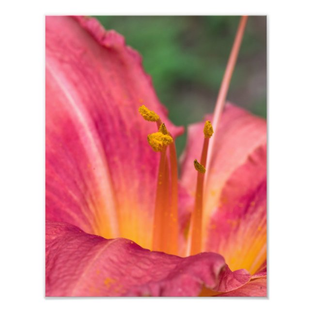 Pink Lily Macro Fotodruck (Vorne)