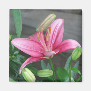 Pink Lily Magnet
