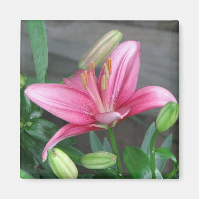 Pink Lily Magnet (Vorne)