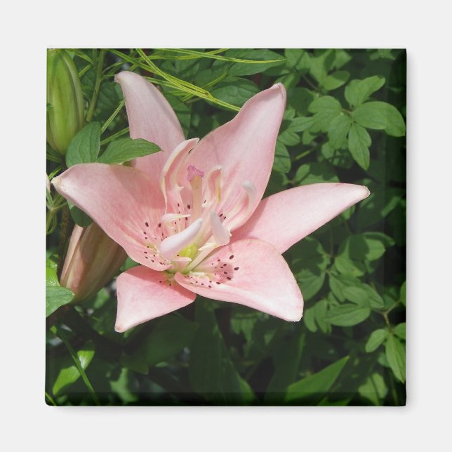 Pink Lily Magnet (Vorne)