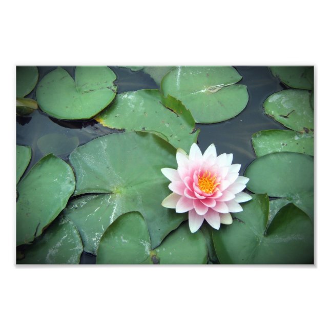 Pink Lily Pad Blume auf Pond Fotodrucken Fotodruck (Vorne)