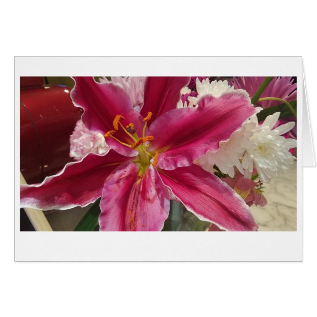 Pink Lily Surprise (Devant horizontal)