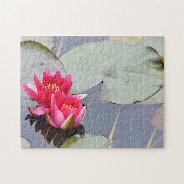 Pink Lilypad Lily Blume Natur Fotografy Garden (Horizontal)