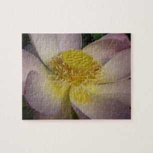 Pink Lotus Blume I Summer Floral