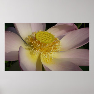 Pink Lotus Blume I Summer Floral Poster
