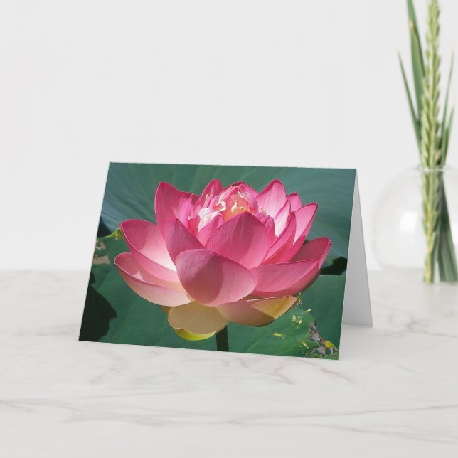 Pink Lotus - Carte de voeux (Devant)