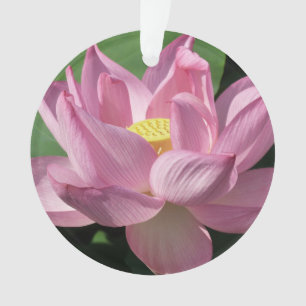 Pink Lotus Flower IV